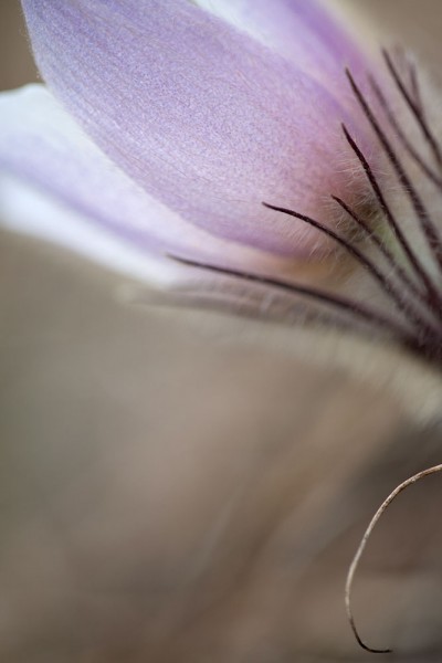 912163 - Macrocard anemone